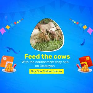 Image promoting cow fodder for Uttarayan festival