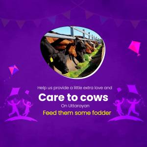 Image of cows being fed with a call to action for Uttarayan