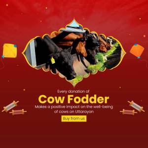 Image of cows eating fodder with a donation appeal for Uttarayan.