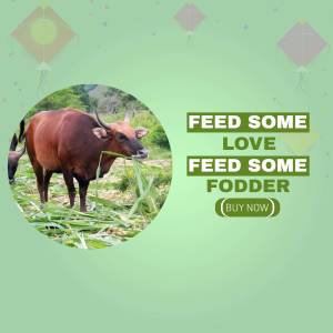 Image of a gaur (Indian bison) with text promoting animal fodder.