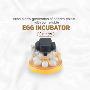 Egg Incubator - Hatch Healthy Chicks Creative Design For Facebook