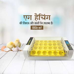 Automatic egg incubator with chicks and eggs