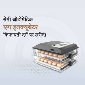 Image of a semi-automatic egg incubator with eggs inside.