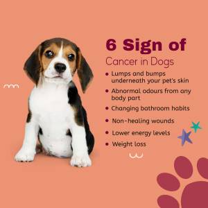 6 Signs Of Cancer In Dogs Business Poster For Facebook