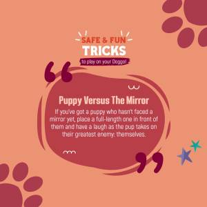 Dog Training Tip: Puppy Vs. The Mirror Image For Twitter