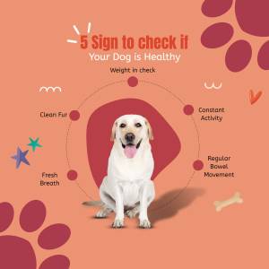 5 Signs Of A Healthy Dog Creative Design For Facebook