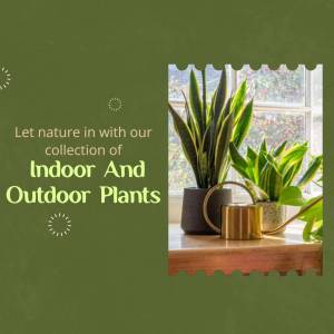 Indoor plants in pots on a windowsill with text overlay