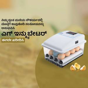 White and blue automatic egg incubator with eggs inside and chicks nearby