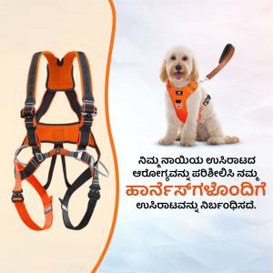 Orange dog harness and leash with a doodle dog wearing it