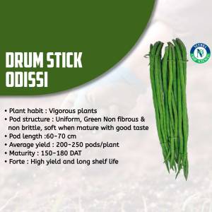 Close-up of fresh drumstick pods with product information