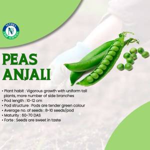 Close-up of fresh green peas in a pod with text describing the Anjali variety.