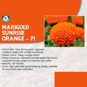 Close-up of vibrant orange Marigold Sunrise Orange - F1 flowers