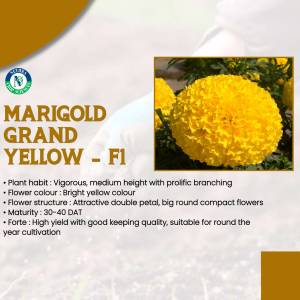 Close-up of a vibrant yellow Marigold Grand F1 flower with plant details.