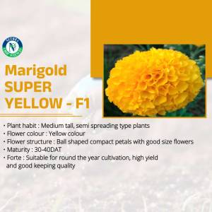 Close-up of a vibrant yellow marigold flower on a seed packet.