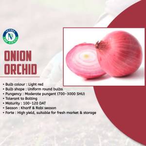 Close-up of a Setura Onion Orchid bulb and a sliced onion, with variety details.