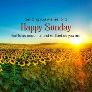 A vibrant image of a sunflower field at sunset with the text 'Happy Sunday'