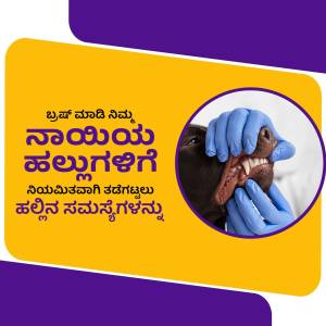 A veterinarian examining a dog's teeth with gloved hands.