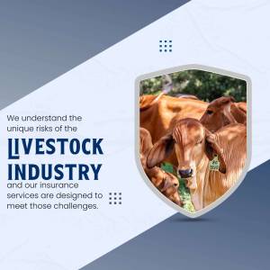 Image depicting cattle with text about livestock industry insurance.
