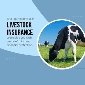 Livestock Insurance - Financial Protection Flyer For Twitter