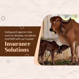 Image of a cow and calf with text promoting livestock insurance.
