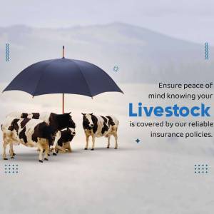 Livestock Insurance Artwork For LinkedIn