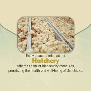 Close-up of baby chicks in a hatchery with text about biosecurity