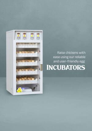 White egg incubator with eggs inside, promoting easy chick raising.