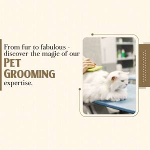 A white cat being groomed at a pet grooming salon.