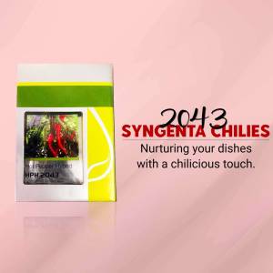 Close-up of a Syngenta Chilies seed packet with a small image of red chilies.