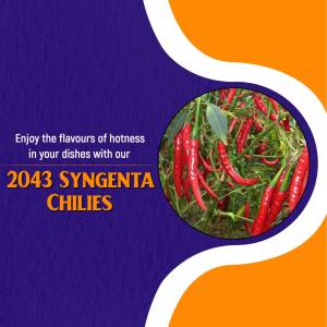 Close-up of red chili peppers on a plant with Syngenta 2043 branding.