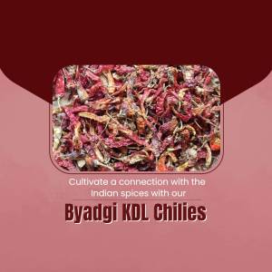 Close-up of dried Byadgi KDL chilies with text overlay