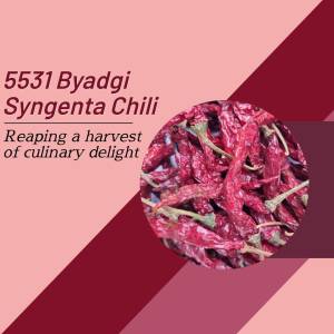 Close-up of dried Byadgi Syngenta Chili peppers arranged in a circle.