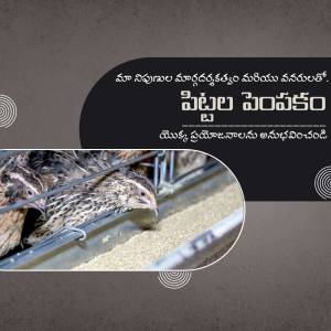 Image of chicks in a poultry farm with feed
