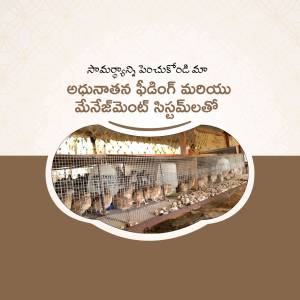 Image of a modern poultry farm with chickens in cages