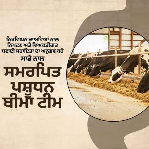 Image of cows in a barn with text in Punjabi