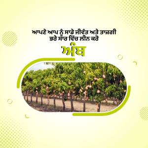 Image of a mango orchard with ripe mangoes on the trees and text in Punjabi.