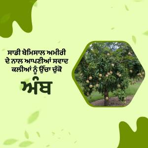 Image of a mango tree laden with fruit, with Punjabi text overlayed on a light green background.