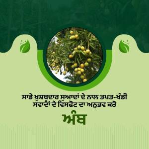 Close-up of Ber fruit on a tree with text in Punjabi