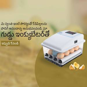 White automatic egg incubator with eggs inside and chicks hatching