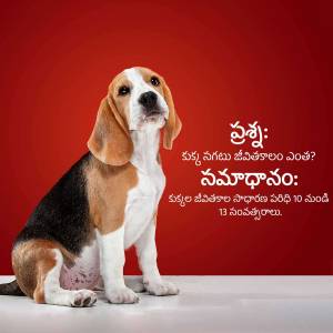 A cute beagle puppy sitting and looking upwards with text in Telugu.