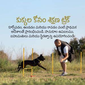 Man training a black dog in an agility course with hurdles.