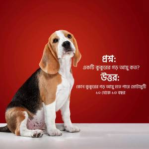 A portrait of a cute Beagle puppy sitting against a red background with Bengali text.