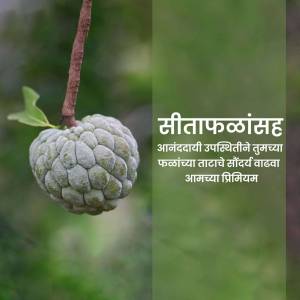 Close-up of a custard apple fruit with text in Marathi