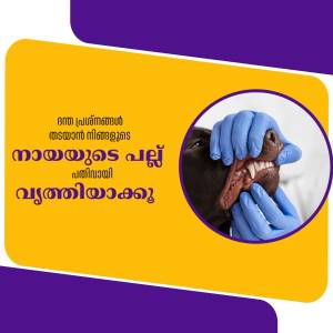 Veterinarian examining a dog's teeth with gloved hands.