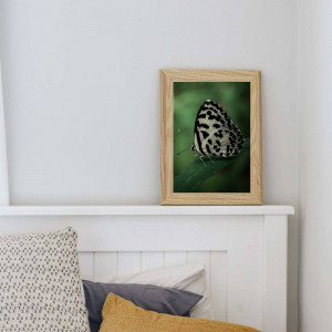 A framed photograph of a butterfly on a green leaf, displayed on a white shelf with pillows.