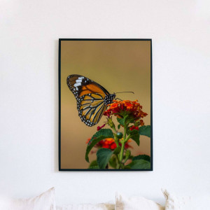 A framed photograph of a monarch butterfly perched on a red lantana flower.