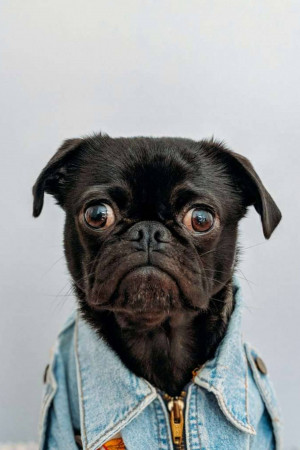 Close-up portrait of a black pug wearing a denim jacket