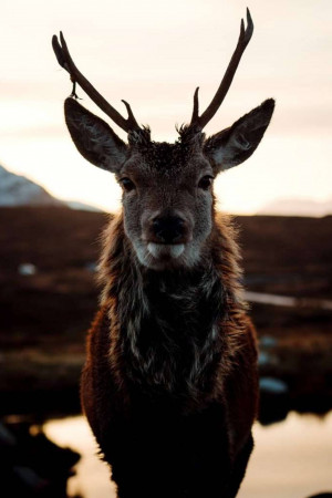 Close-up of a red deer with antlers against a sunset backdrop