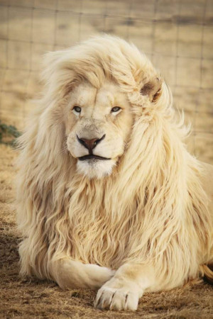 Close-up of a white lion with a full mane