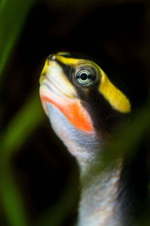 Close-up of a snake-headed turtle with vibrant colors
